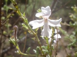Jamesbrittenia lesutica white flower